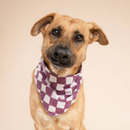Bandana pour chien - Carreaux violet