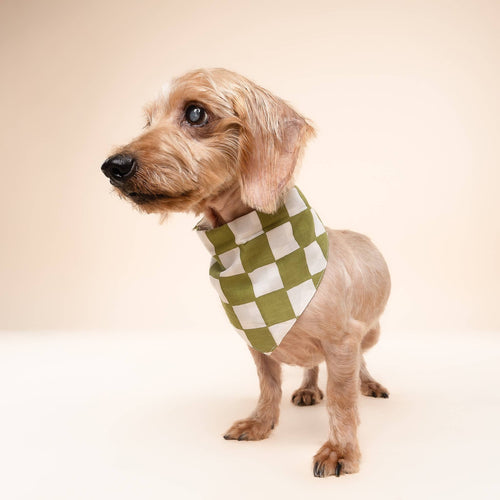 Bandana pour chien - Damier Vert