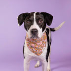 Bandana pour chien - Nounours rose