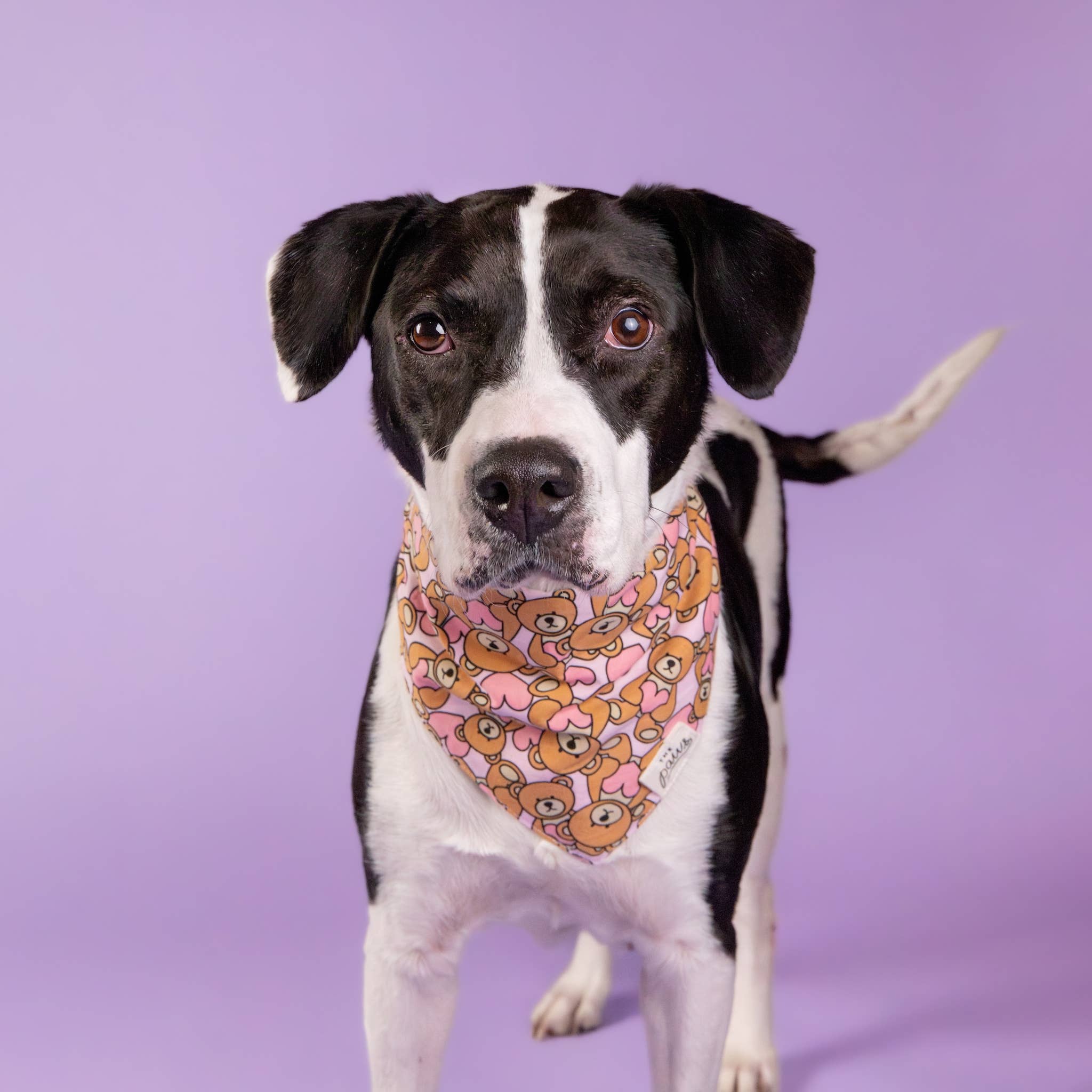 Bandana pour chien - Nounours rose