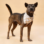 Bandana pour chien - Damier beige