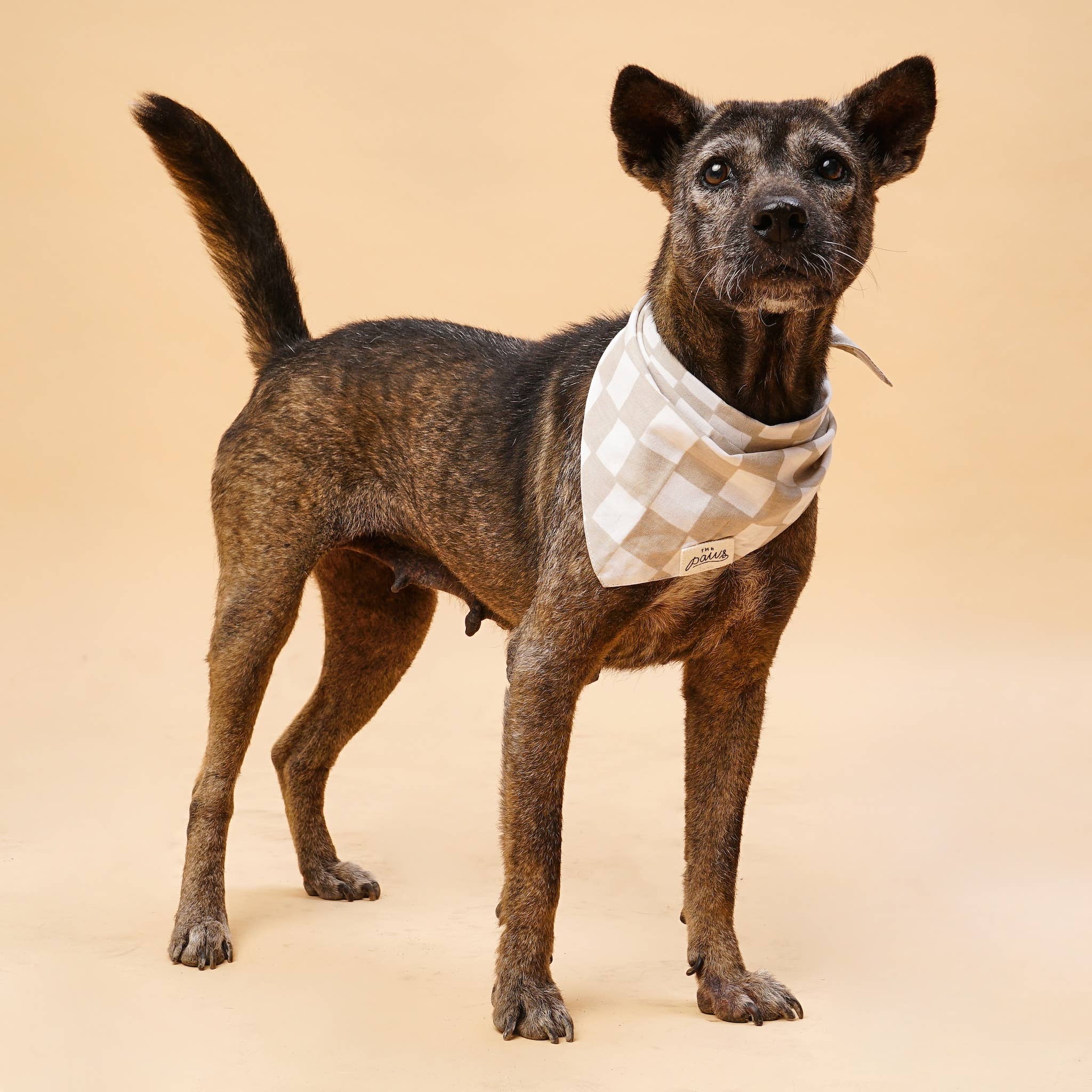 Bandana pour chien - Damier beige