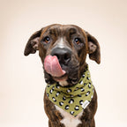 Bandana pour chien - Léopard kaki