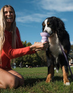 Gourde de voyage pliable pour chien