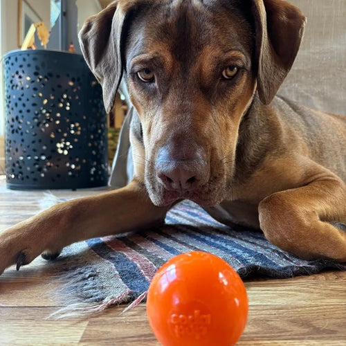 Balle orange ultra durable résistante et flottante