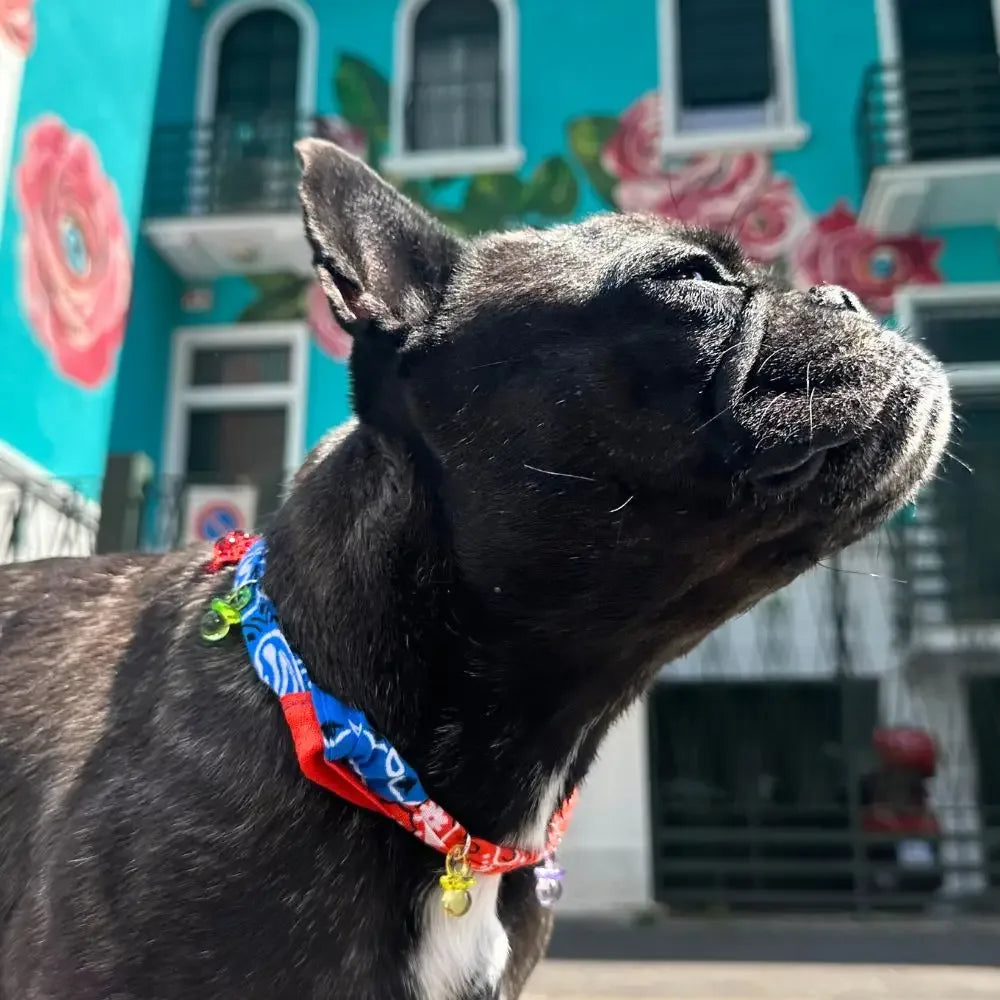 Collier Bandana bleu et jaune