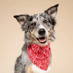 Bandana pour chien - BFF rouge et rose