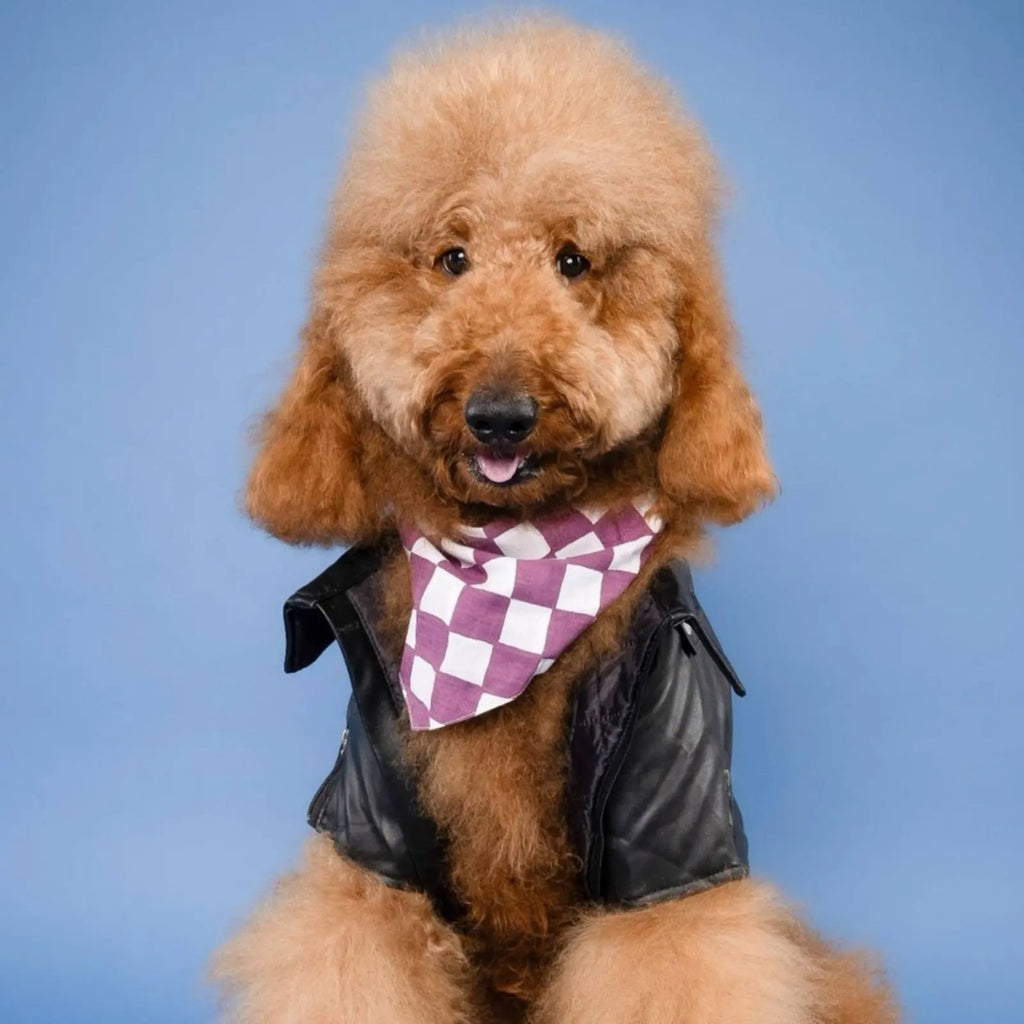 Bandana pour chien - Carreaux violet
