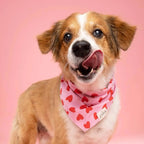 Bandana pour chien - Coeurs rouge et rose