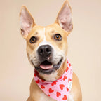 Bandana pour chien - Coeurs rouge et rose
