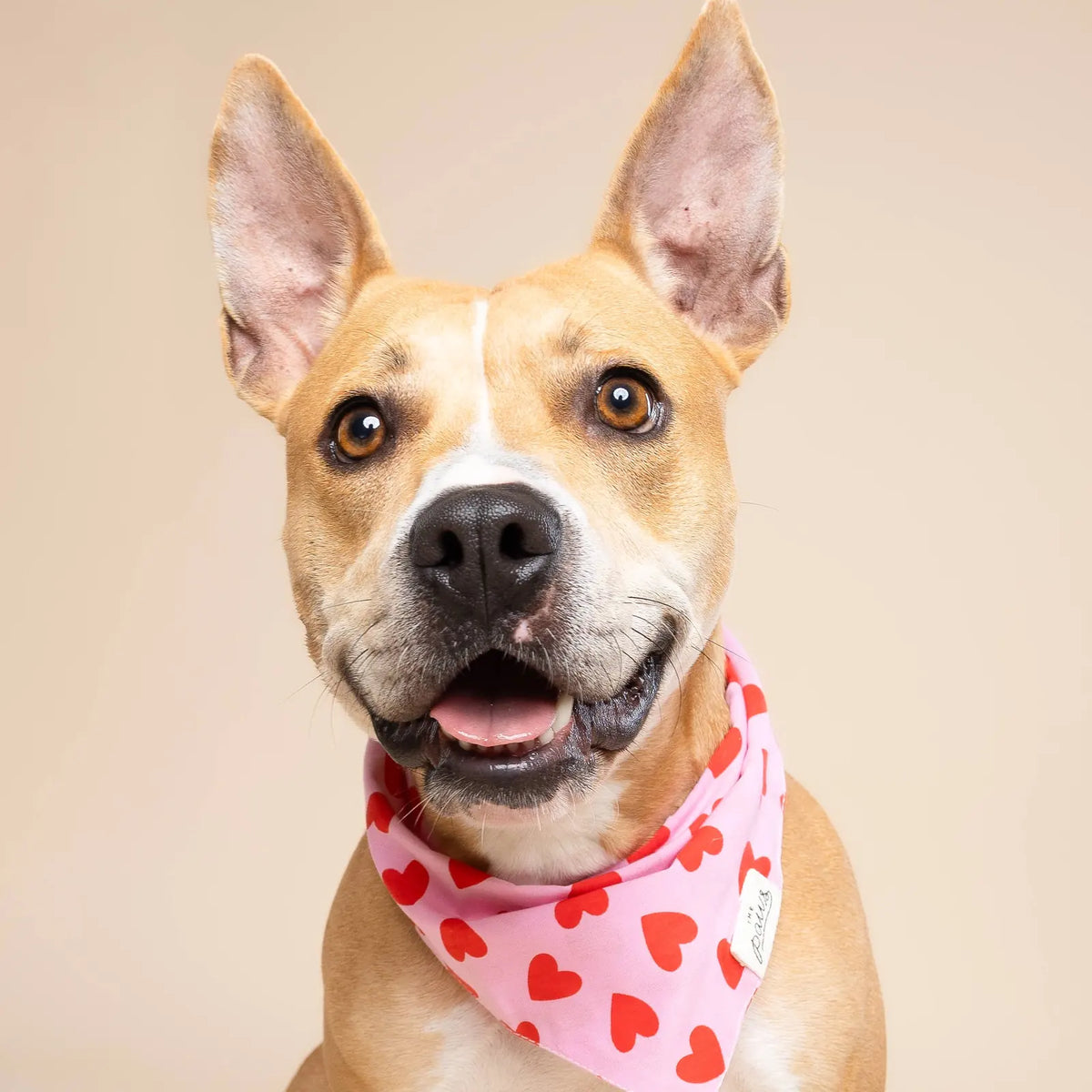 Bandana pour chien - Coeurs rouge et rose