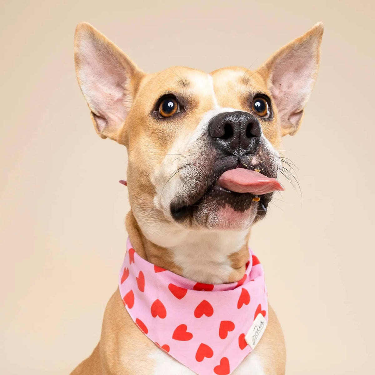 Bandana pour chien - Coeurs rouge et rose