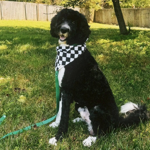 Bandana pour chien - Damier noir et blanc