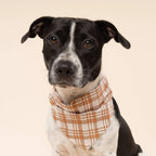 Bandana pour chien Ginger à carreaux orange soleil