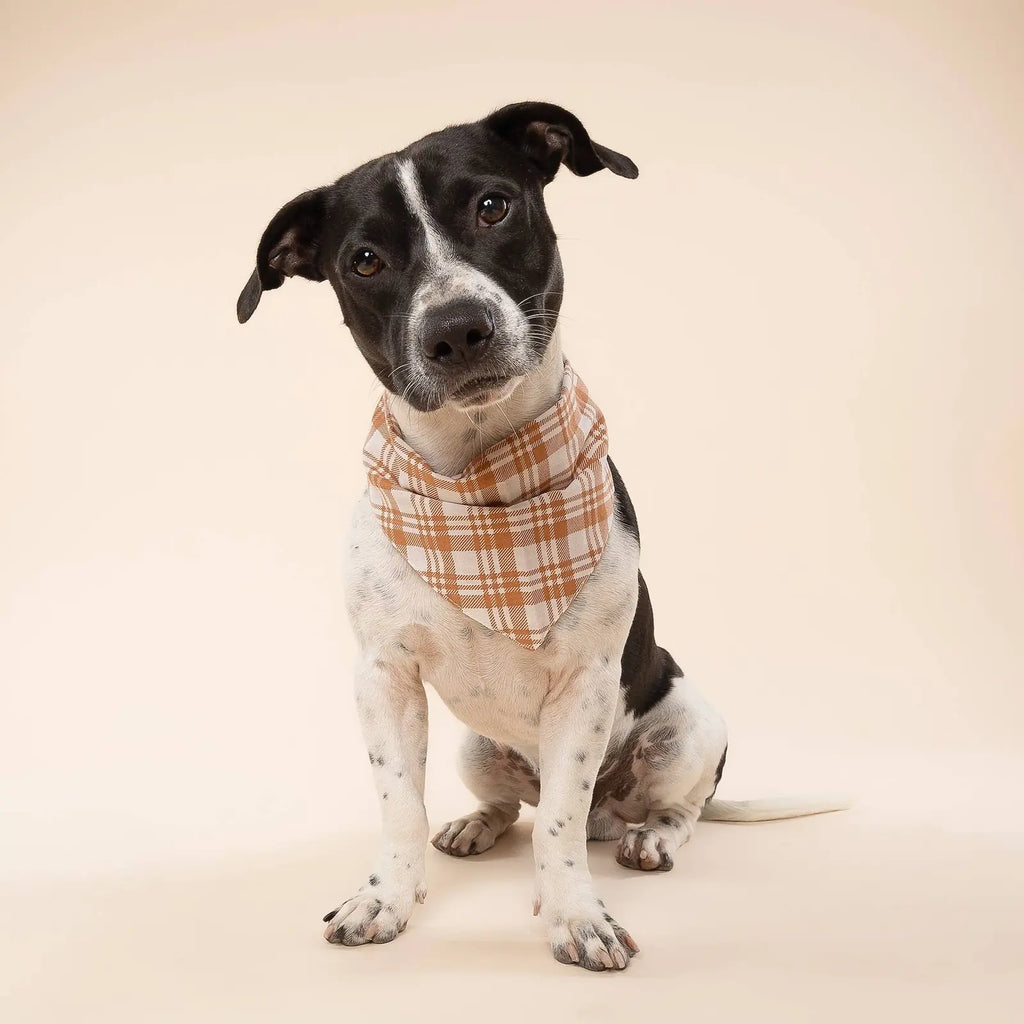 Bandana pour chien Ginger à carreaux orange soleil