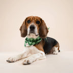 Bandana pour chien - Tartan vert
