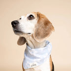 Bandana pour chien - Fleuri bleu ciel