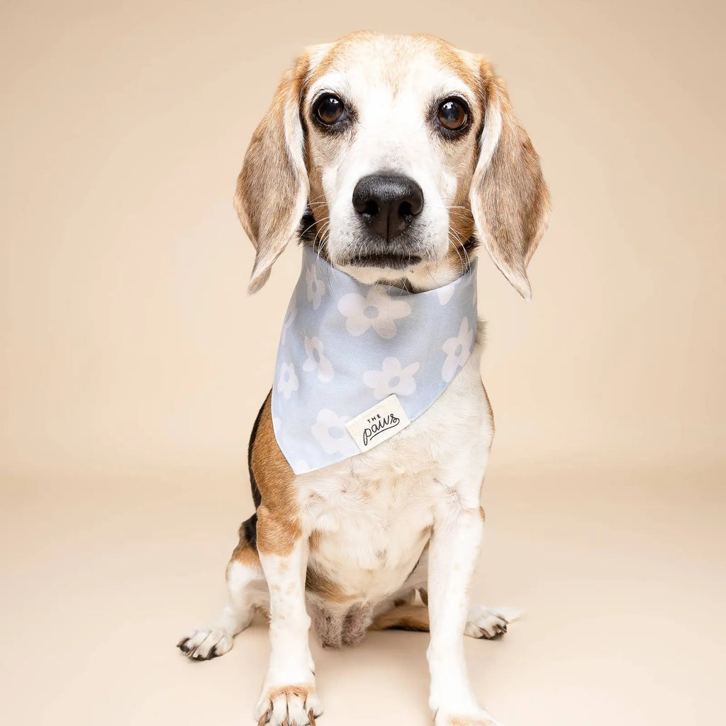 Bandana pour chien - Fleuri bleu ciel