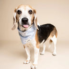Bandana pour chien - Fleuri bleu ciel