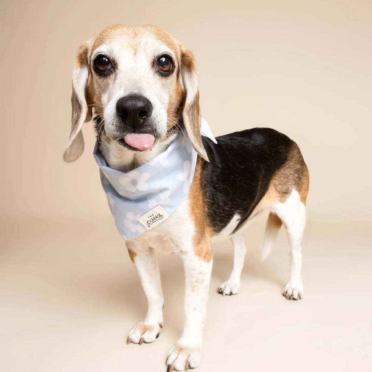Bandana pour chien - Fleuri bleu ciel