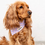 Bandanas Vichy Polaris