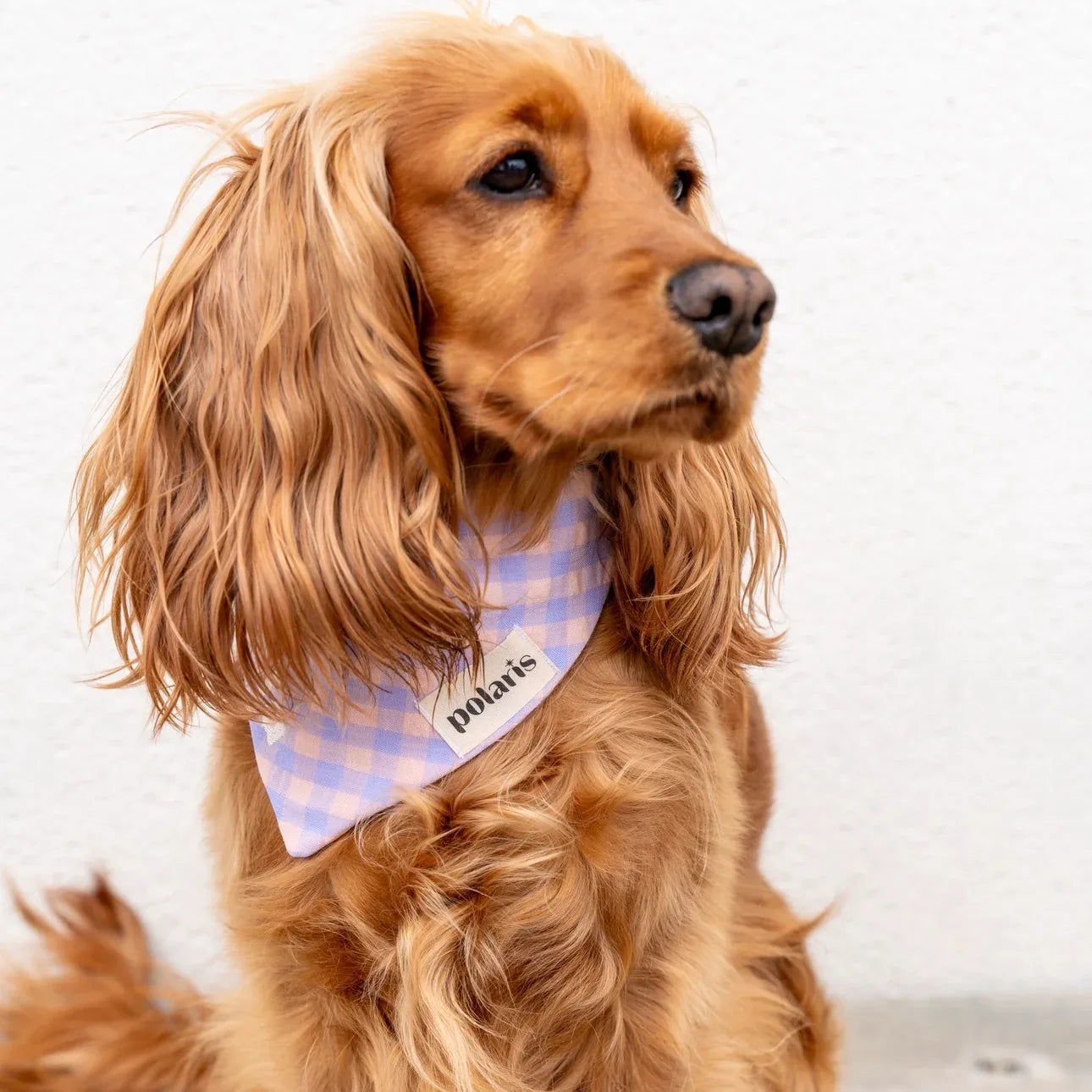 Bandanas Vichy Polaris