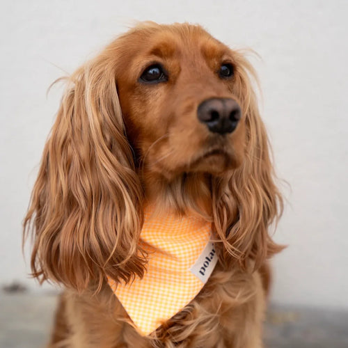 Bandanas Vichy Polaris orange