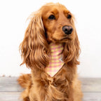 Bandanas Vichy Polaris