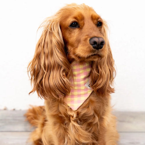 Bandanas Vichy Polaris rose