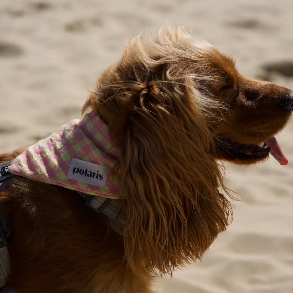 Bandanas Vichy Polaris