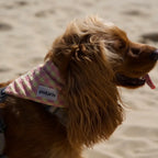 Bandanas Vichy Polaris