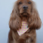 Bandanas Vichy Polaris