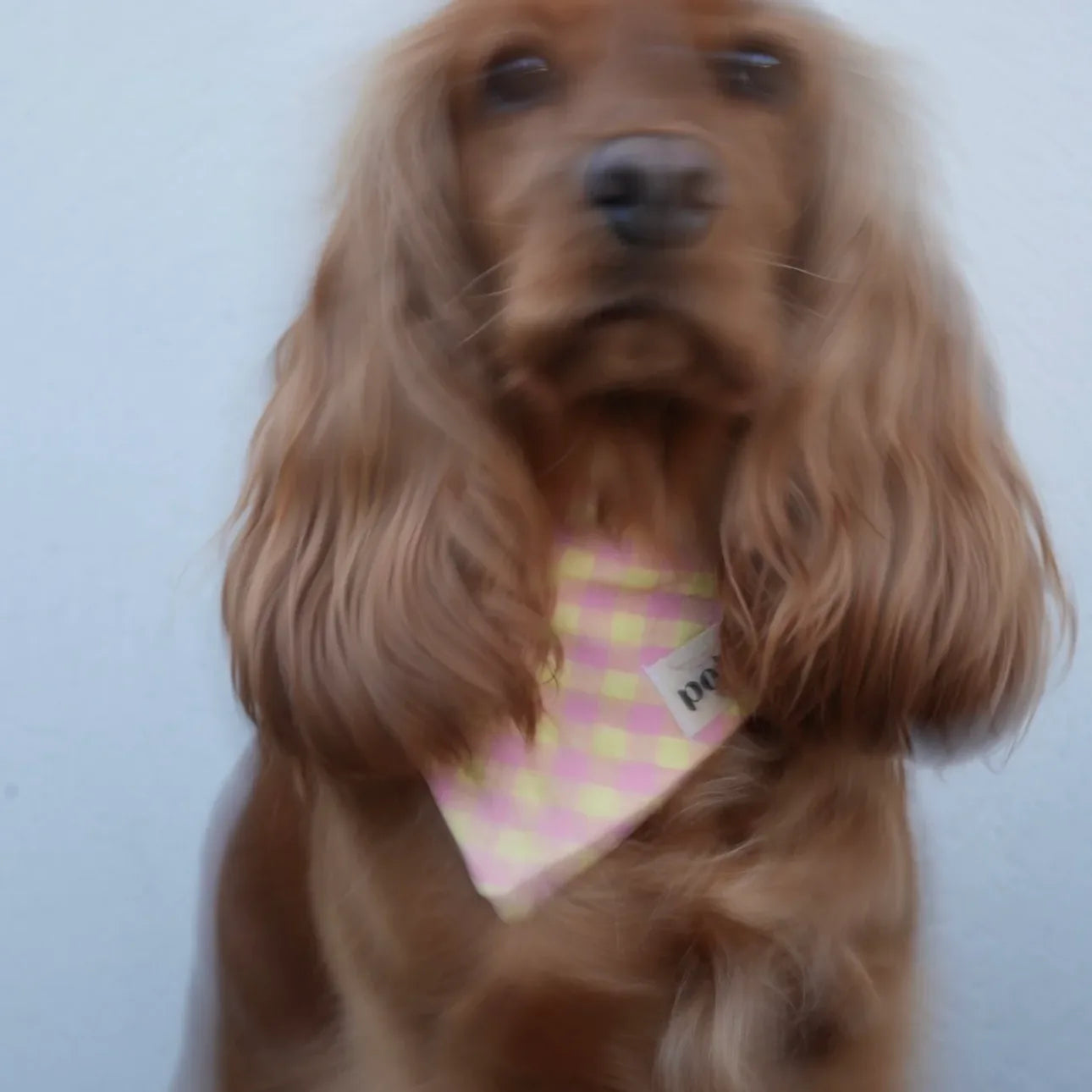 Bandanas Vichy Polaris