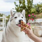 Biscuit friandise pour chien en forme de part de pizza