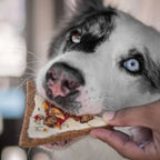 Biscuit friandise pour chien en forme de part de pizza