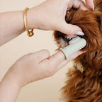 Brosse à dents greige pour chien