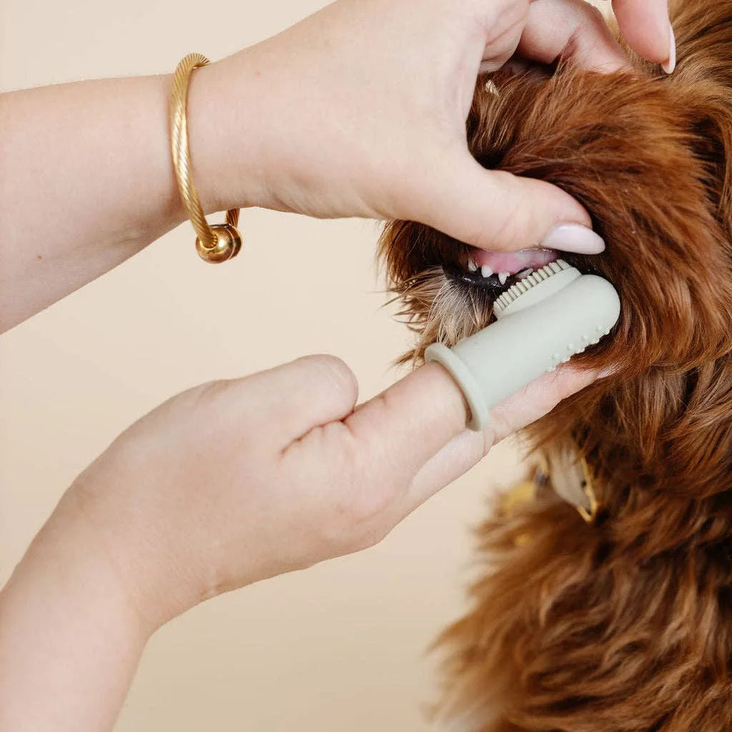 Brosse à dents greige pour chien