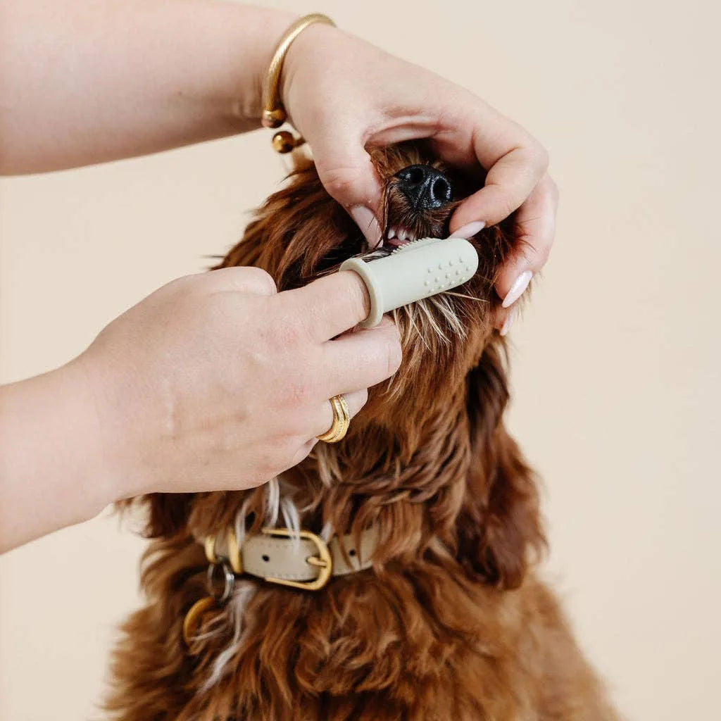 Brosse à dents greige pour chien