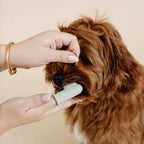 Brosse à dents gris pour chien