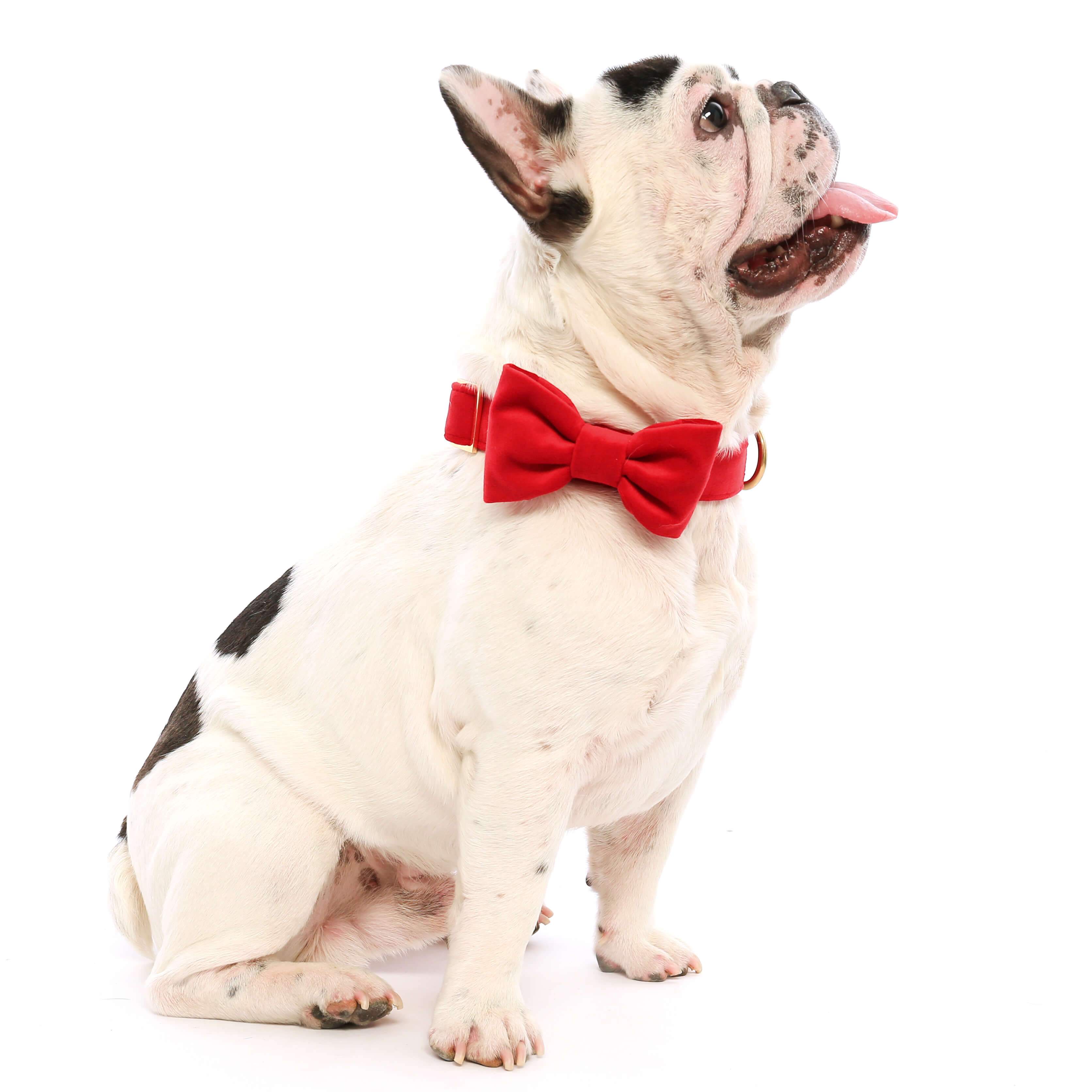 Nœud papillon pour chien en velours