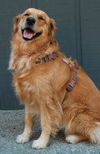 Harnais pour chien imperméable - Chocolat