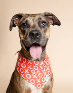 Bandana pour chien - XO rouge et rose