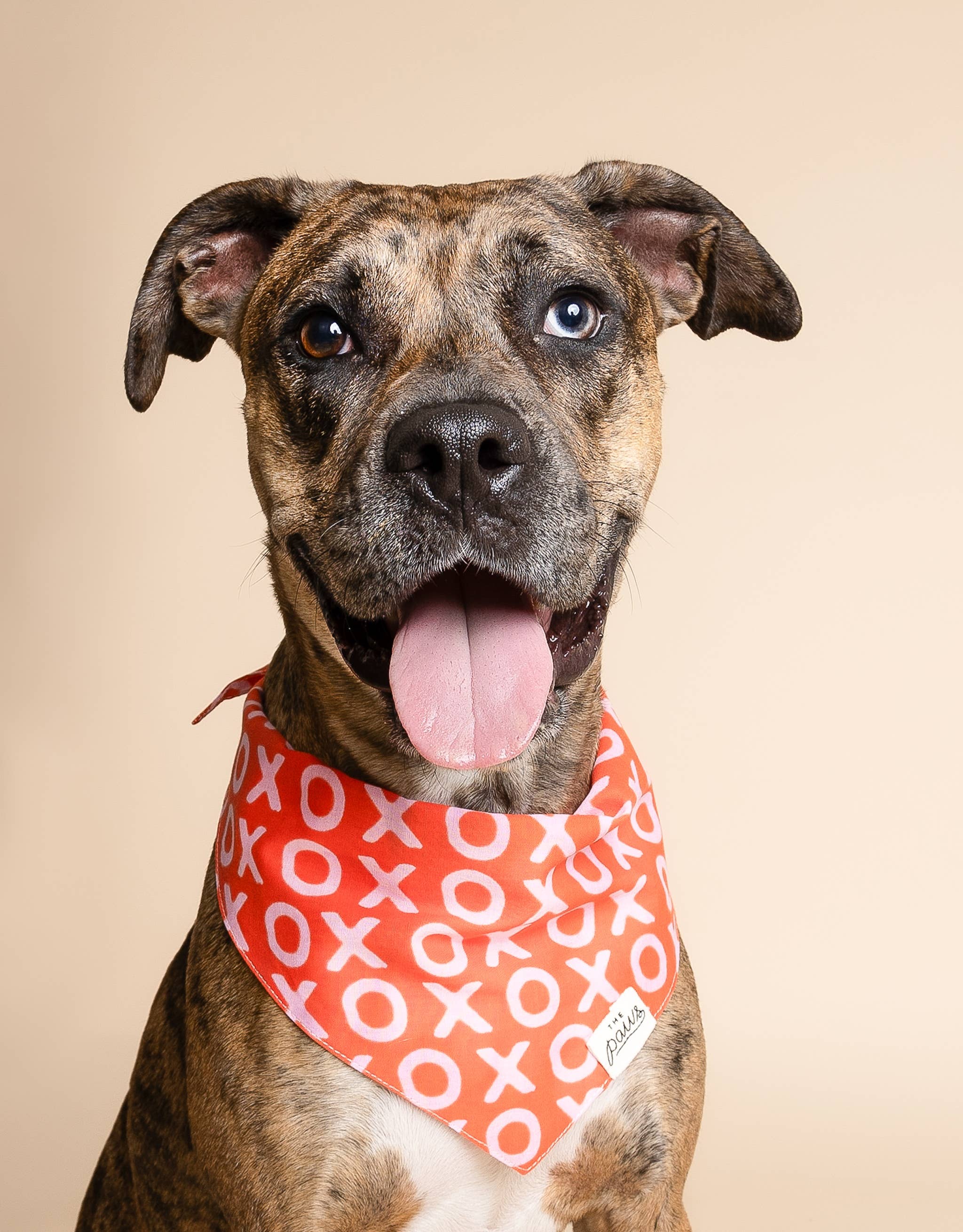 Bandana pour chien - XO rouge et rose