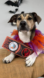 Beignets vampires - Friandises d'Halloween pour chien