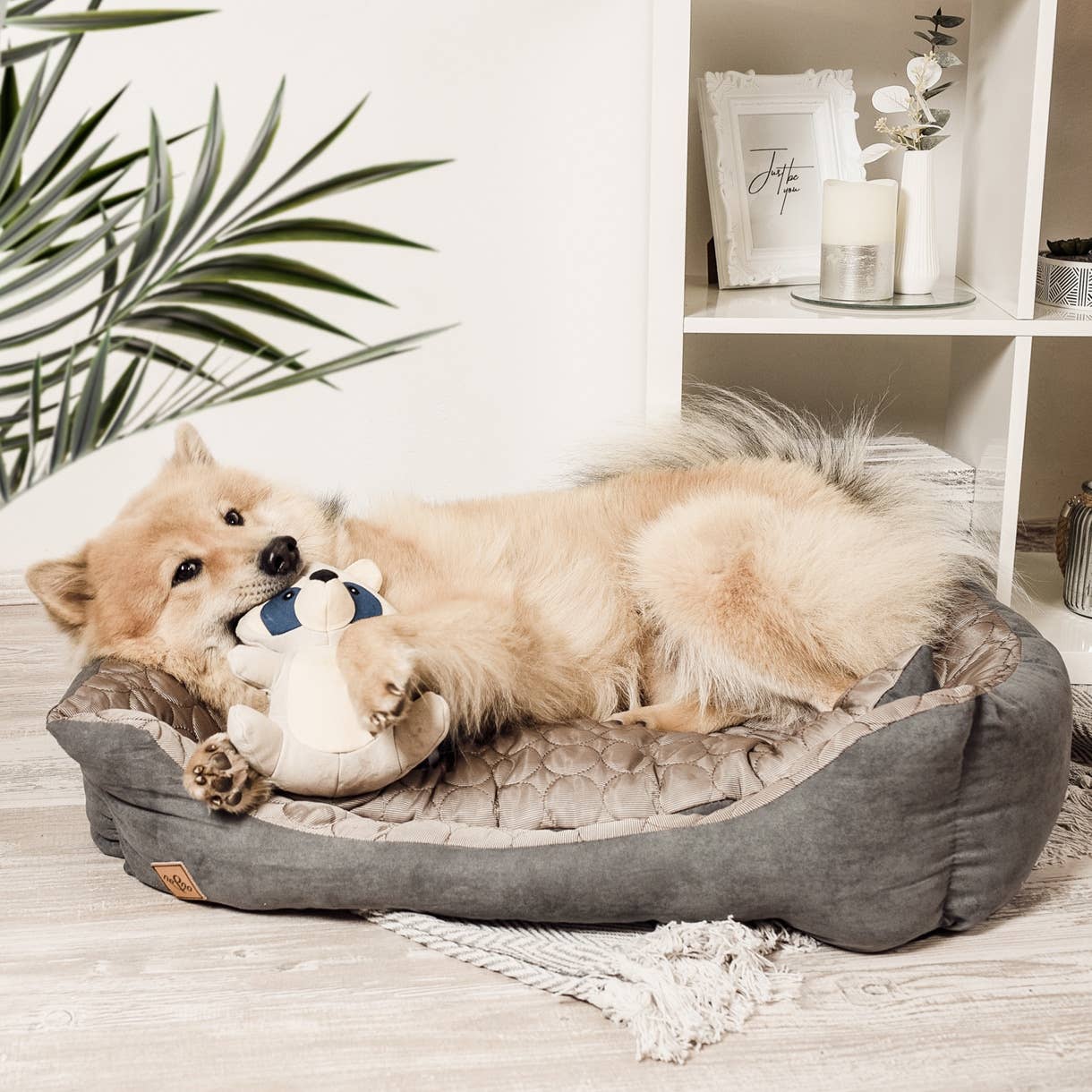 Jouet pour chien robuste avec couineur - Raton laveur