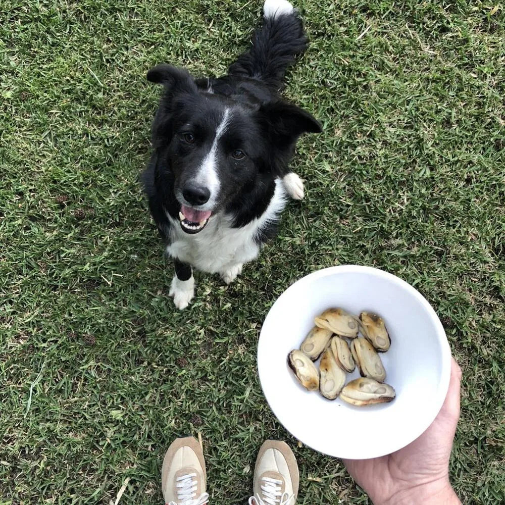 Conserve de Moules aux lèvres vertes