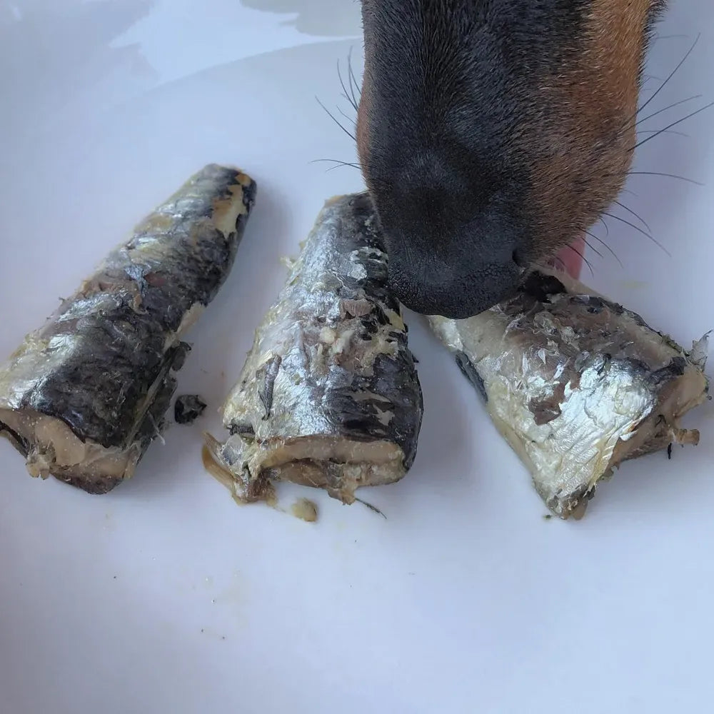 Conserve de Sardines au naturel