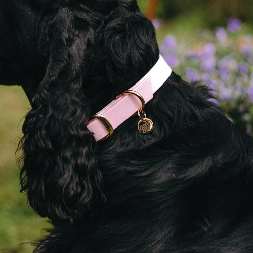 Collier en Biothane et laiton