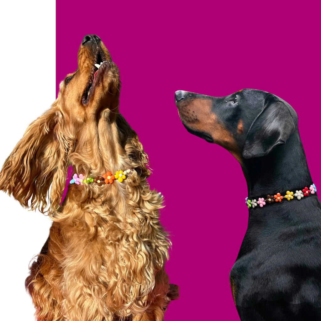 Collier de perles pour chien