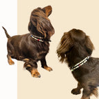 Collier de perles pour chien